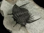 Rare, Stalked-Eyed Cybele Trilobite - Norway #6467-9